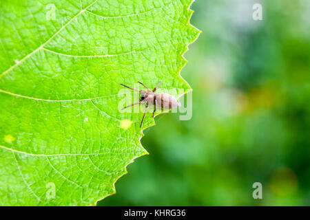 Mizgir. Spider tarantula. Araneomorphic spider Spider the wolf Stock Photo