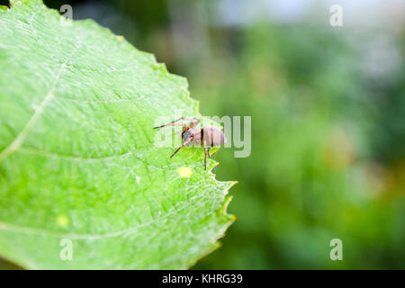 Mizgir. Spider tarantula. Araneomorphic spider Spider the wolf Stock Photo