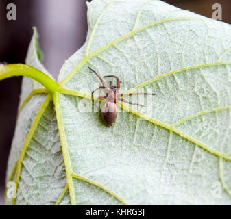 Mizgir. Spider tarantula. Araneomorphic spider Spider the wolf Stock Photo