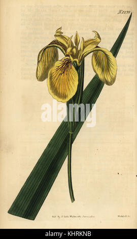 Yellow flag, yellow iris or water flag, Iris pseudacorus var. pallidoflava. Handcoloured copperplate engraving by Weddell from Samuel Curtis' Botanical Magazine, London, 1822. Stock Photo