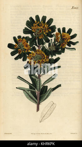 Heart-leaved poison, Gastrolobium bilobum. Handcoloured copperplate engraving by Weddell after an illustration by John Curtis from Samuel Curtis' Botanical Magazine, London, 1821. Stock Photo
