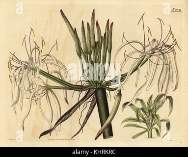 Poison bulb, giant crinum lily, grand crinum lily or spider lily, Crinum asiaticum (Crinum declinatum). Handcoloured copperplate engraving by Weddell after an illustration by William Herbert from Samuel Curtis' Botanical Magazine, London, 1822.