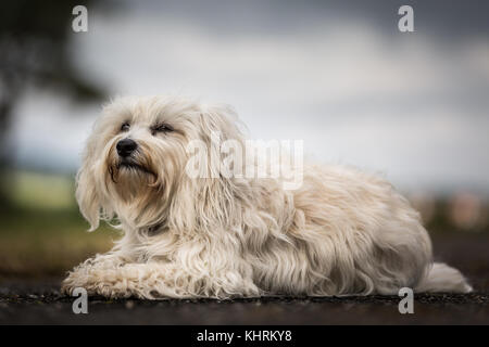 Small white long hair Havanese resting a little on the Starße, but he always keeps his environment views. Stock Photo