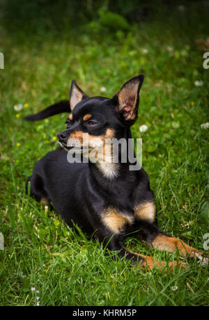 A noble little Prague Ratter lying in green grass and is well aware of its beauty. Stock Photo