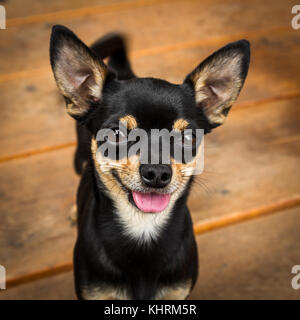 A very small black dog, probably a Prague Ratter or Miniature Pinscher looks extremely attentive to the camera. Stock Photo
