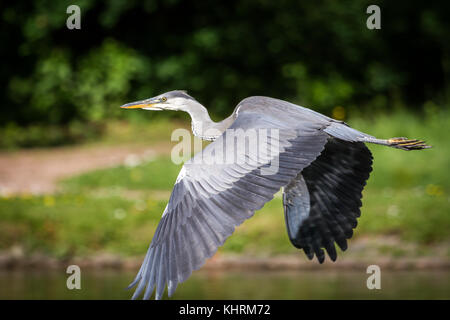 A heron flies over the water, good to see its typical outstretched legs. Stock Photo