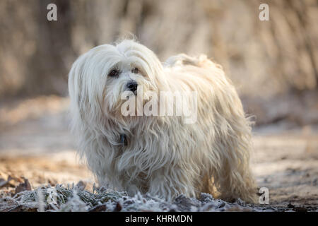 Small white dog looks casually left out of the picture. Stock Photo