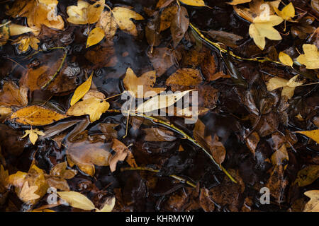 Autumn Leaves In Puddle Of Water Stock Photo