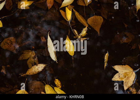 Autumn Leaves In Puddle Of Water Stock Photo