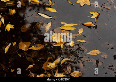 Autumn Leaves In Puddle Of Water Stock Photo