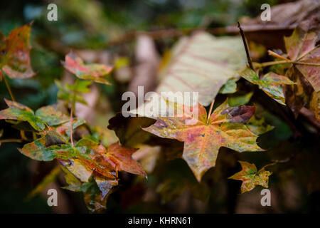Close-Up Of Autumn Leaves Hanging From Branch Of Tree Stock Photo