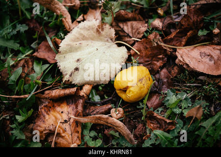 Rotten Apple By Autumn Leaves Stock Photo