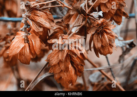 Close-Up Of Frozen Orange Bells Or Common Hop Or Humulus Lupus During Winter Stock Photo