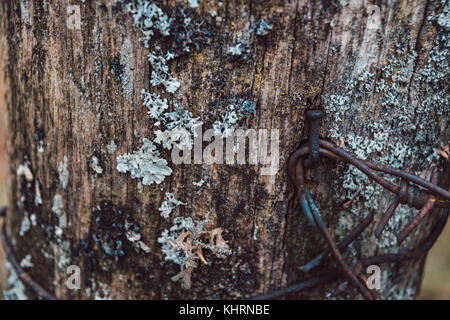 Close-Up Of Reindeer Moss Lichen Or Cladonia Rangiferina Growing On Old Wooden Fence Post With Rusty Nails Stock Photo