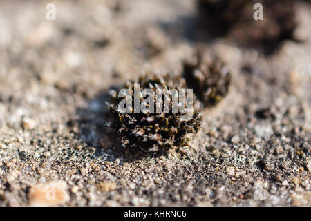 Close-Up Of Small Moss Growing On Concrete Slab Stock Photo