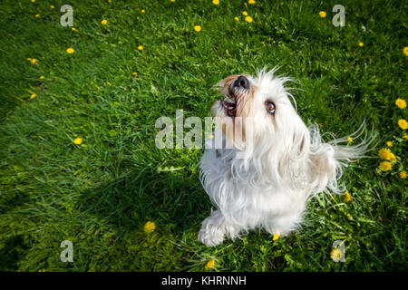 Small white dog looks up and is about to jump up also. Stock Photo