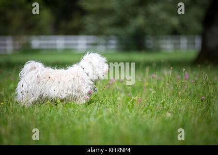 Small white dog is tense in a meadow and looks out of the picture. Stock Photo