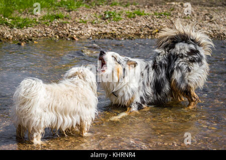 A Havanese and a Australian Shepherd barking at the water. Stock Photo