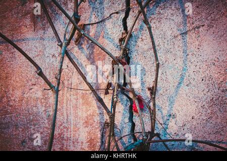 In late autumn, the vine is woven along the old and cracked, pink hue of the wall. Stock Photo