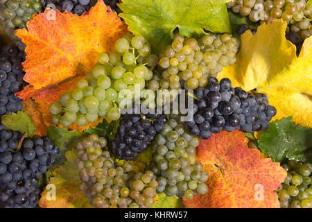 An arrangement of handpicked grapes and leaves from grapevines in Lower Austria Stock Photo