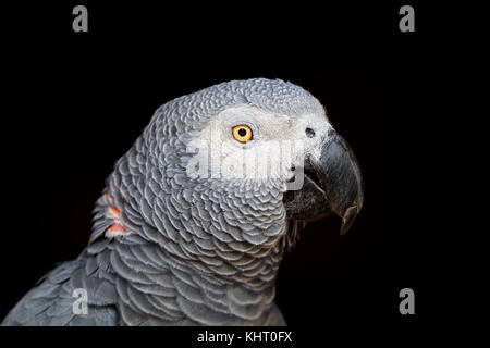 Portrait of an African grey parrot (Psittacus erithacus) on black Stock Photo