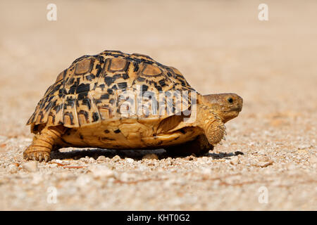 A small leopard tortoise (Stigmochelys pardalis) walking, South Africa Stock Photo