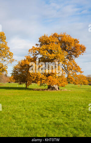 Quercus robur, commonly known as common oak, pedunculate oak, European oak or English oak Stock Photo