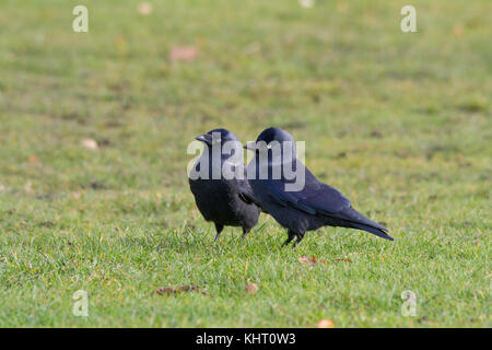 Two Western Jackdaws (Coloeus monedula), also known as the Eurasian jackdaw, European jackdaw, or simply jackdaw standing on the grass Stock Photo