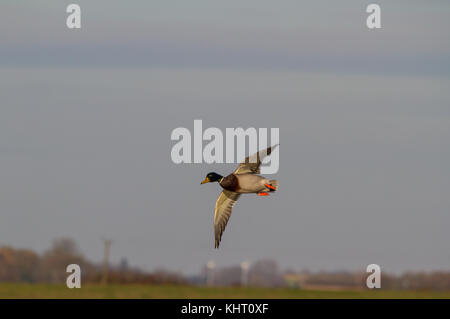 A male Mallard (Anus platyrhynchos) gliding down ready to land. Stock Photo