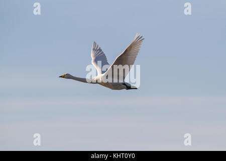 An adult Whooper Swan (Cygnus cygnus) flying into Welney for the winter. Stock Photo