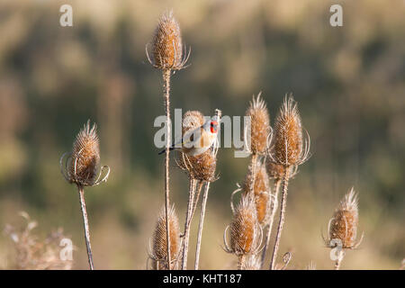 A European Goldfinch or Goldfinch (Carduelis carduelis) feeding on teasel (Dipsacus) seeds Stock Photo