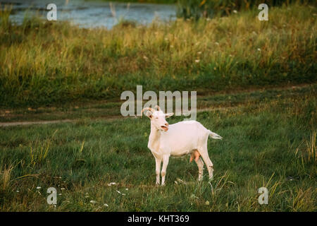 Bleating Goat On Green Summer Grass On A Sunny Evening. Goat Eating A Grass On A Green Meadow. Farm Animal. Stock Photo