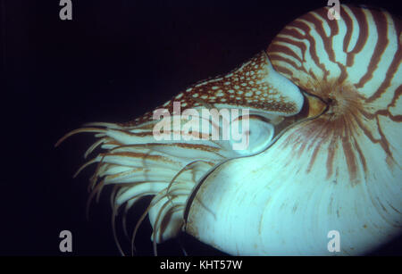 Chambered Nautilus, Nautilus pompilius Stock Photo