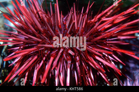 Sea Urchin, Strongylocentrotus franciscanus Stock Photo