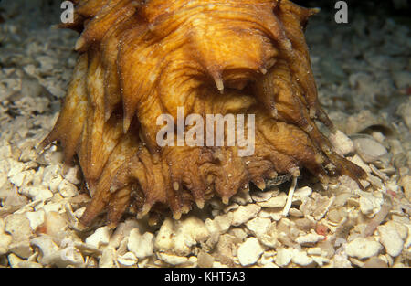 Tiger Tail Sea Cucumber, Holothuria thomasi, Florida Keys National Marine Sanctuary, Florida Stock Photo