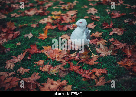 Yellow wet autumn leaves on the grass background. Stock Photo