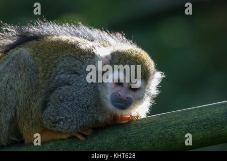 squirrel monkey, Saimiri, captive, portrait, close up silhouette sitting on a branch and hiding amongst leaves in a tree. Stock Photo