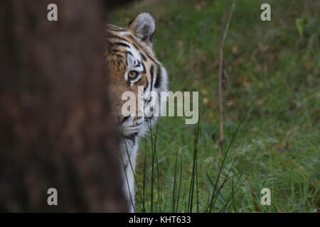 amur tiger, Panthera tigris altaica, captive, close up portrait of the face patterns plus besides trees. Stock Photo
