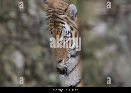 amur tiger, Panthera tigris altaica, captive, close up portrait of the face patterns plus besides trees. Stock Photo