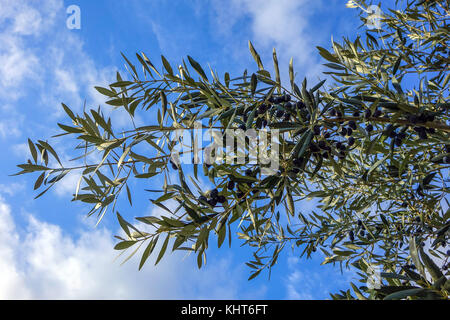 Olive branches and black olives against blue sky, Kalymnos, Greece Stock Photo