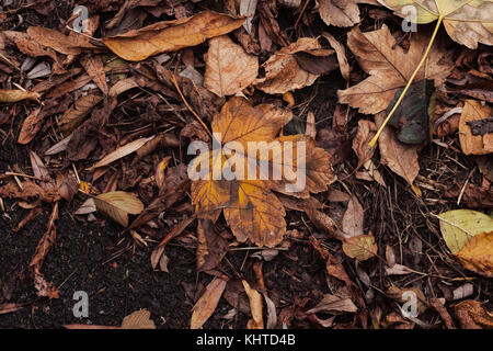 Autumn Leaves On The Asphalt Concrete Pavement Stock Photo
