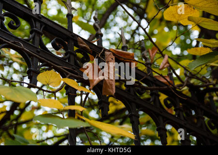 Autumn Leaves Hanging From Rusty Cast Iron Fence Stock Photo