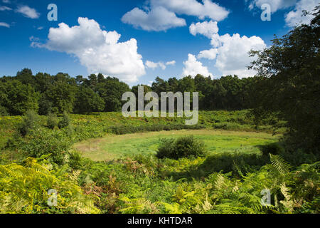 UK, England, Norfolk, The Brecks, Croxton, The Devil’s Punchbowl, natural chalk phenomena in Thetford Forest Stock Photo