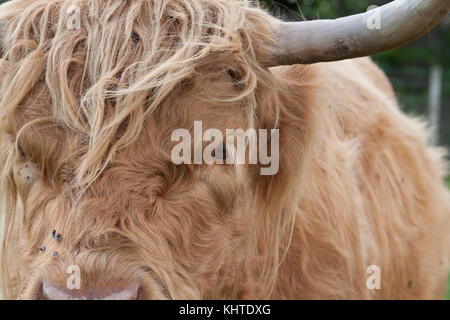 highland cow, coo, Bos taurus, close up portrait while grazing in the sunshine near aberlour in moray, Scotland. Stock Photo
