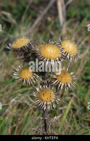 Carline Thistle flower heads gone to seed. Stock Photo