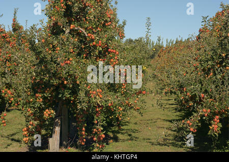 Braeburn apple orchard in rural New Zealand Stock Photo