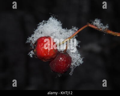 The red berries of the hawthorn, covered with wet snow. Large crystals of snow on the berries. Close-up. Stock Photo