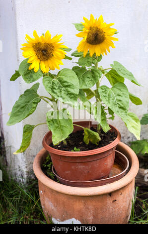 Two sunflowers growing in pot Flowers in pots Sunflower Helianthus annus Stock Photo