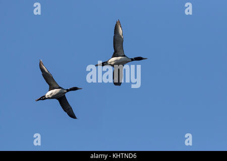 Common loon pair in flight Stock Photo