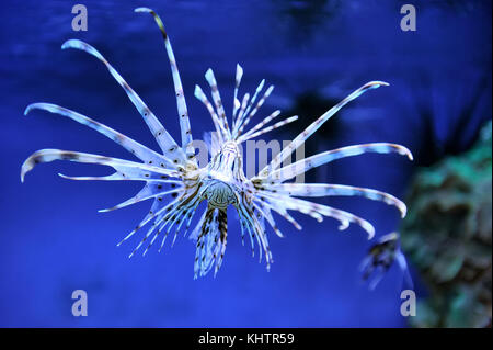 A lionfish swiming over seagrass Stock Photo
